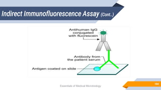 Indirect Immunofluorescence Assay (Cont..)
104
Essentials of Medical Microbiology
 