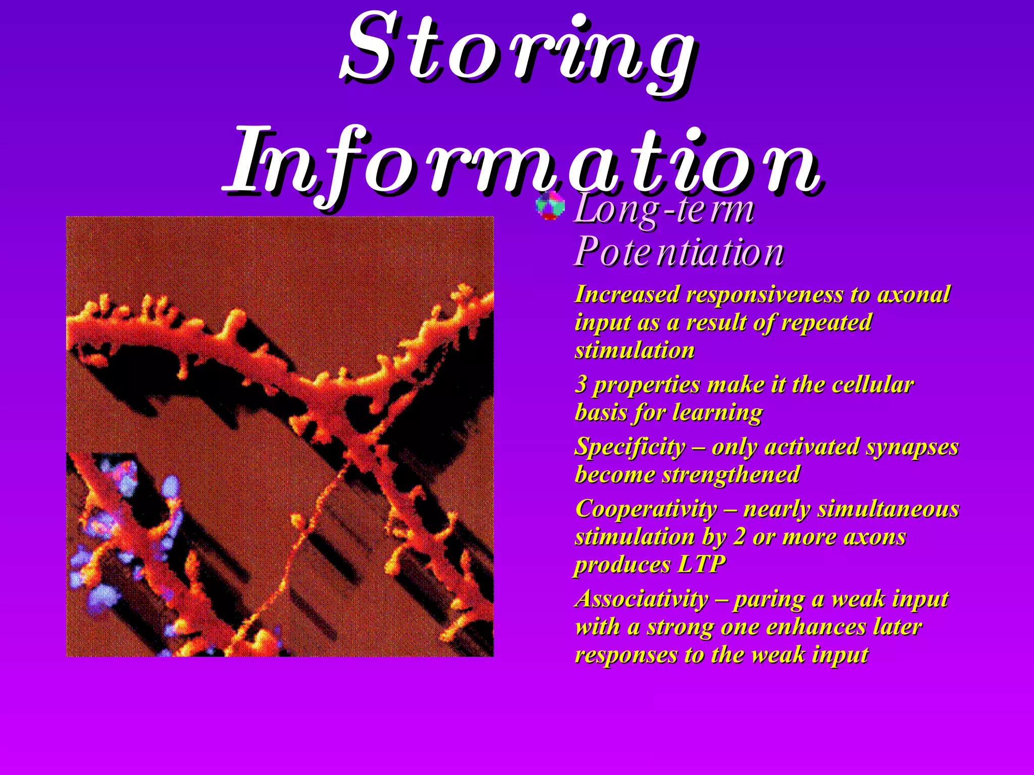 Storing Information Long-term Potentiation Increased responsiveness to axonal input as a result of repeated stimulation 3 properties make it the cellular basis for learning Specificity – only activated synapses become strengthened Cooperativity – nearly simultaneous stimulation by 2 or more axons produces LTP Associativity – paring a weak input with a strong one enhances later responses to the weak input 
