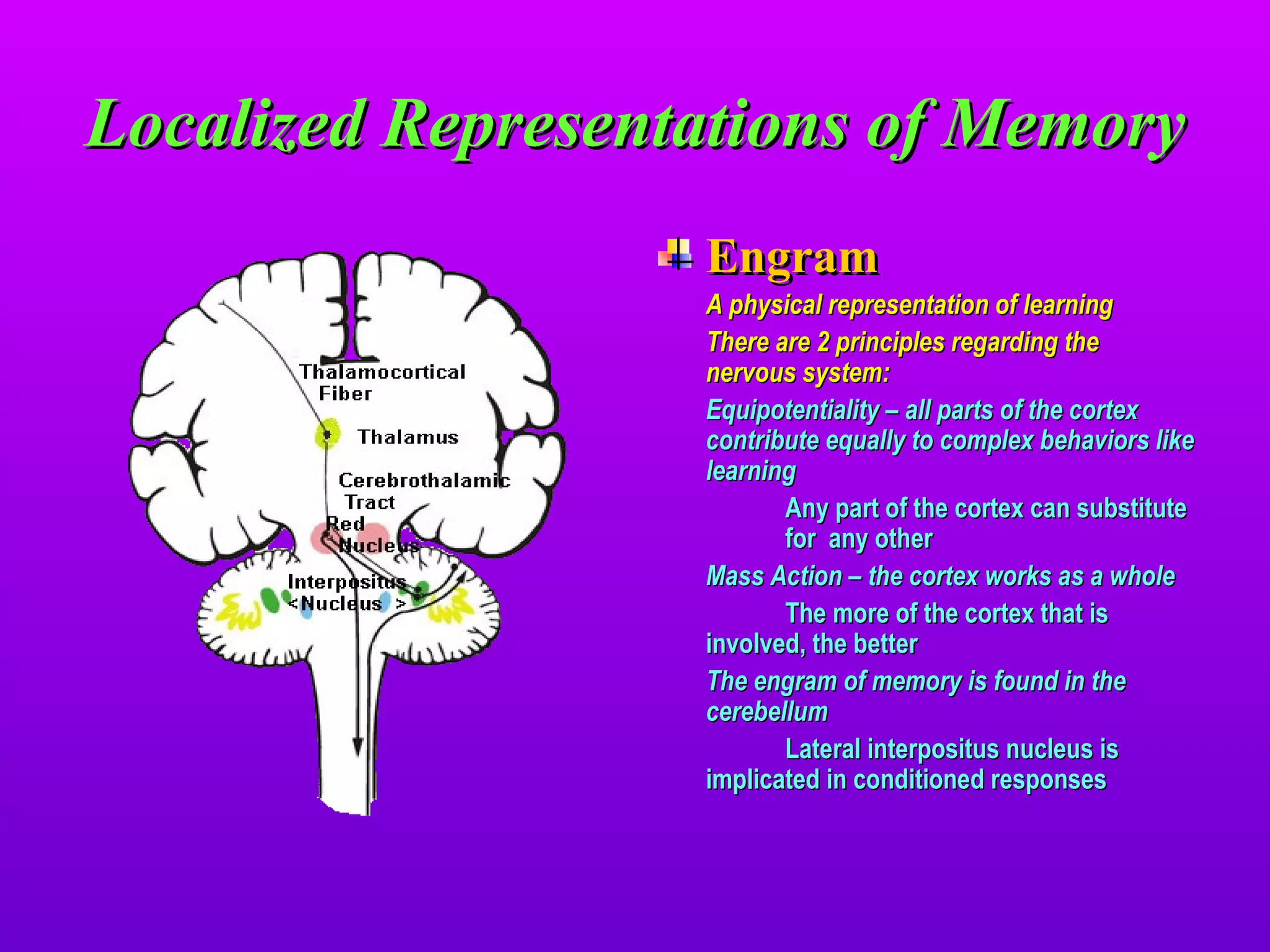 Localized Representations of Memory Engram A physical representation of learning There are 2 principles regarding the nervous system: Equipotentiality – all parts of the cortex contribute equally to complex behaviors like learning Any part of the cortex can substitute  for  any other Mass Action – the cortex works as a whole The more of the cortex that is  involved, the better The engram of memory is found in the cerebellum Lateral interpositus nucleus is  implicated in conditioned responses 