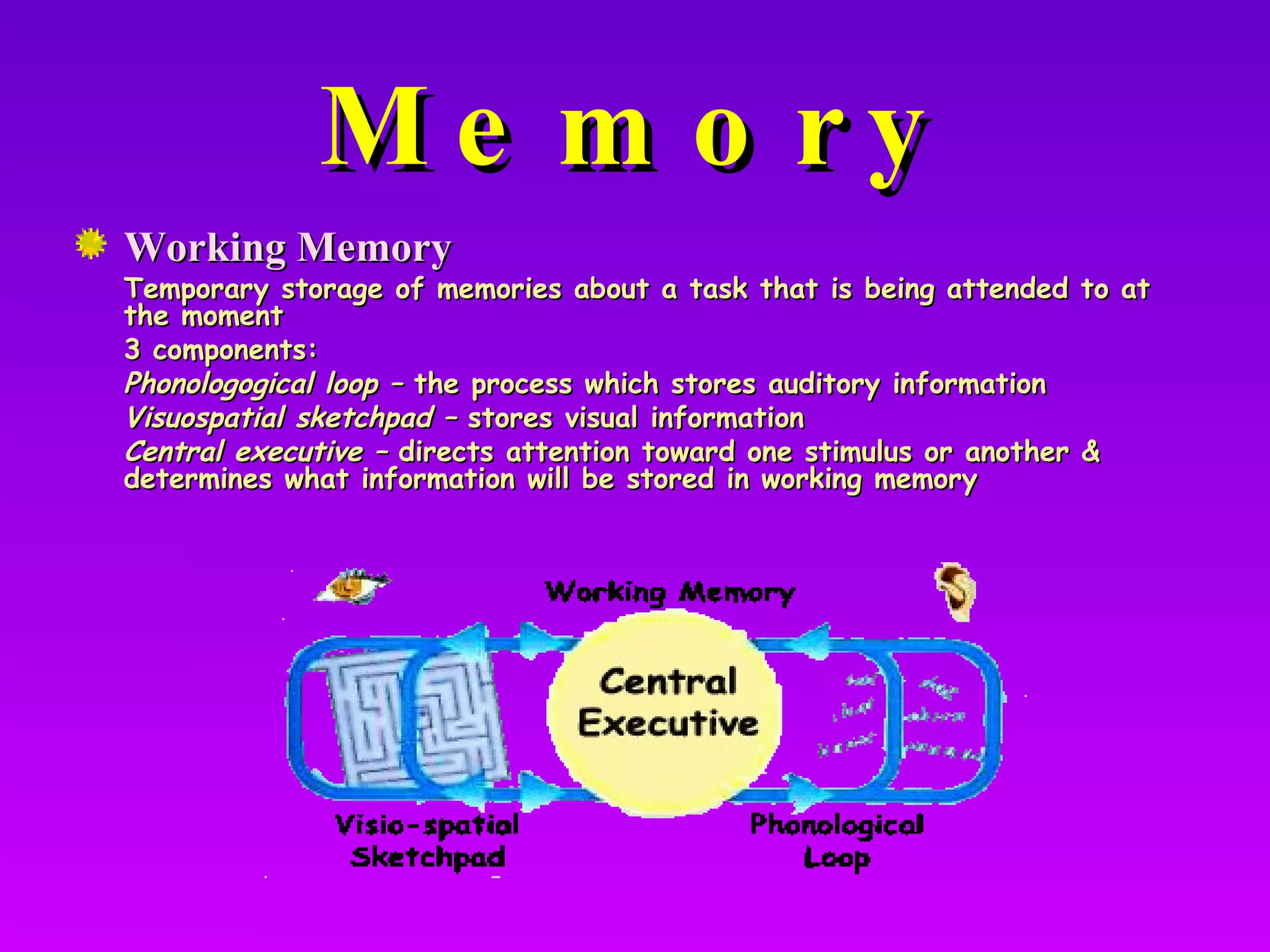 Memory Working Memory Temporary storage of memories about a task that is being attended to at the moment 3 components: Phonologogical loop –  the process which stores auditory information Visuospatial sketchpad –  stores visual information Central executive –  directs attention toward one stimulus or another & determines what information will be stored in working memory 