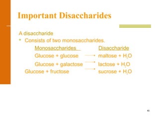40
Important Disaccharides
A disaccharide
 Consists of two monosaccharides.
Monosaccharides Disaccharide
Glucose + glucose maltose + H2O
Glucose + galactose lactose + H2O
Glucose + fructose sucrose + H2O
 