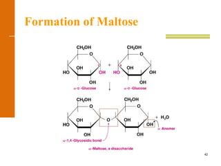 42
Formation of Maltose
 