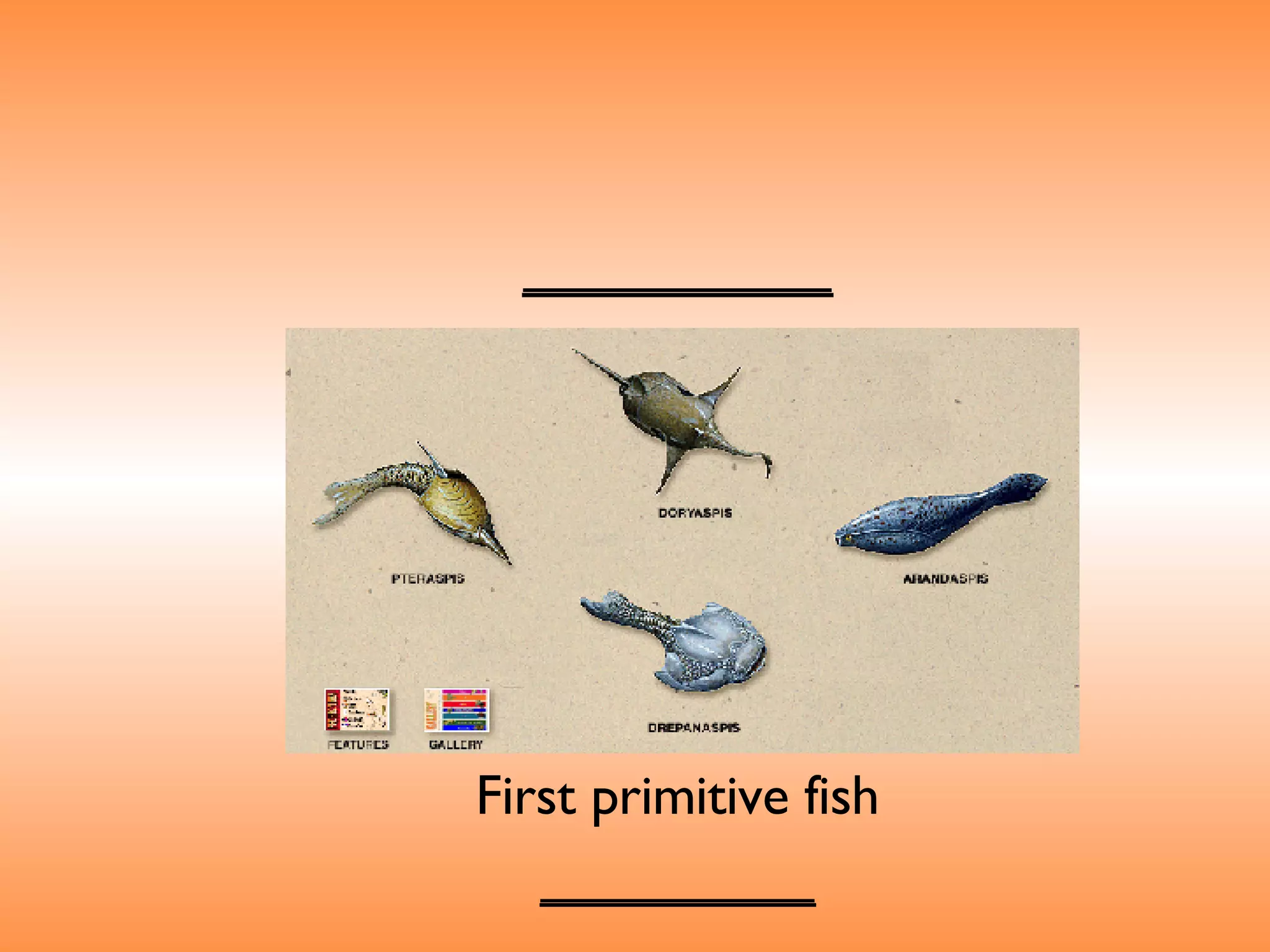_________ First primitive fish _________ 