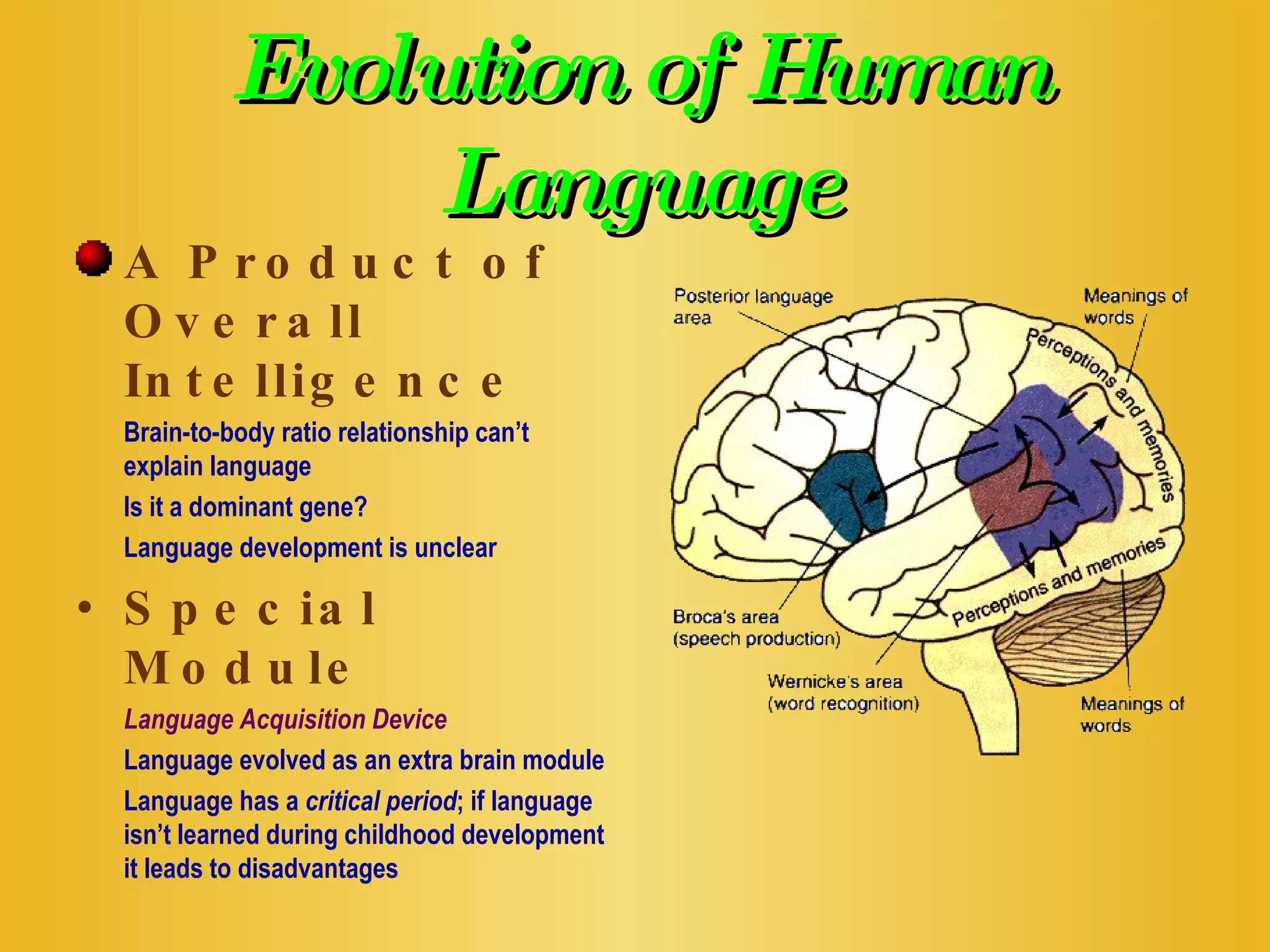 Evolution of Human Language A Product of Overall Intelligence Brain-to-body ratio relationship can’t explain language Is it a dominant gene? Language development is unclear Special Module Language Acquisition Device Language evolved as an extra brain module Language has a  critical period ; if language isn’t learned during childhood development it leads to disadvantages 