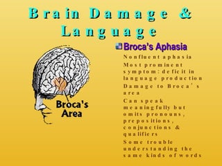 Brain Damage & Language Broca’s Aphasia Nonfluent aphasia Most prominent symptom: deficit in language production Damage to Broca’s area Can speak meaningfully but omits pronouns, prepositions, conjunctions & qualifiers Some trouble understanding the same kinds of words 