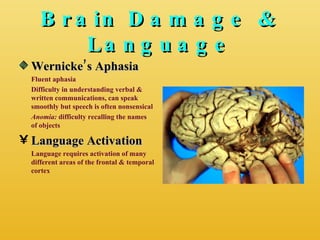 Brain Damage & Language Wernicke’s Aphasia Fluent aphasia Difficulty in understanding verbal & written communications, can speak smoothly but speech is often nonsensical Anomia:  difficulty recalling the names of objects Language Activation Language requires activation of many different areas of the frontal & temporal cortex 
