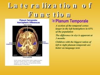 Lateralization of Function Planum Temporale A section of the temporal cortex larger in the left hemisphere in 65% of the population The difference in size is apparent at 3 months Children with the biggest ration of left to right planum temporale are better on language tests 