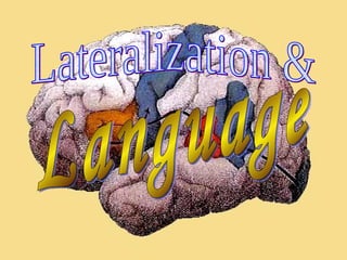 Lateralization & Language 