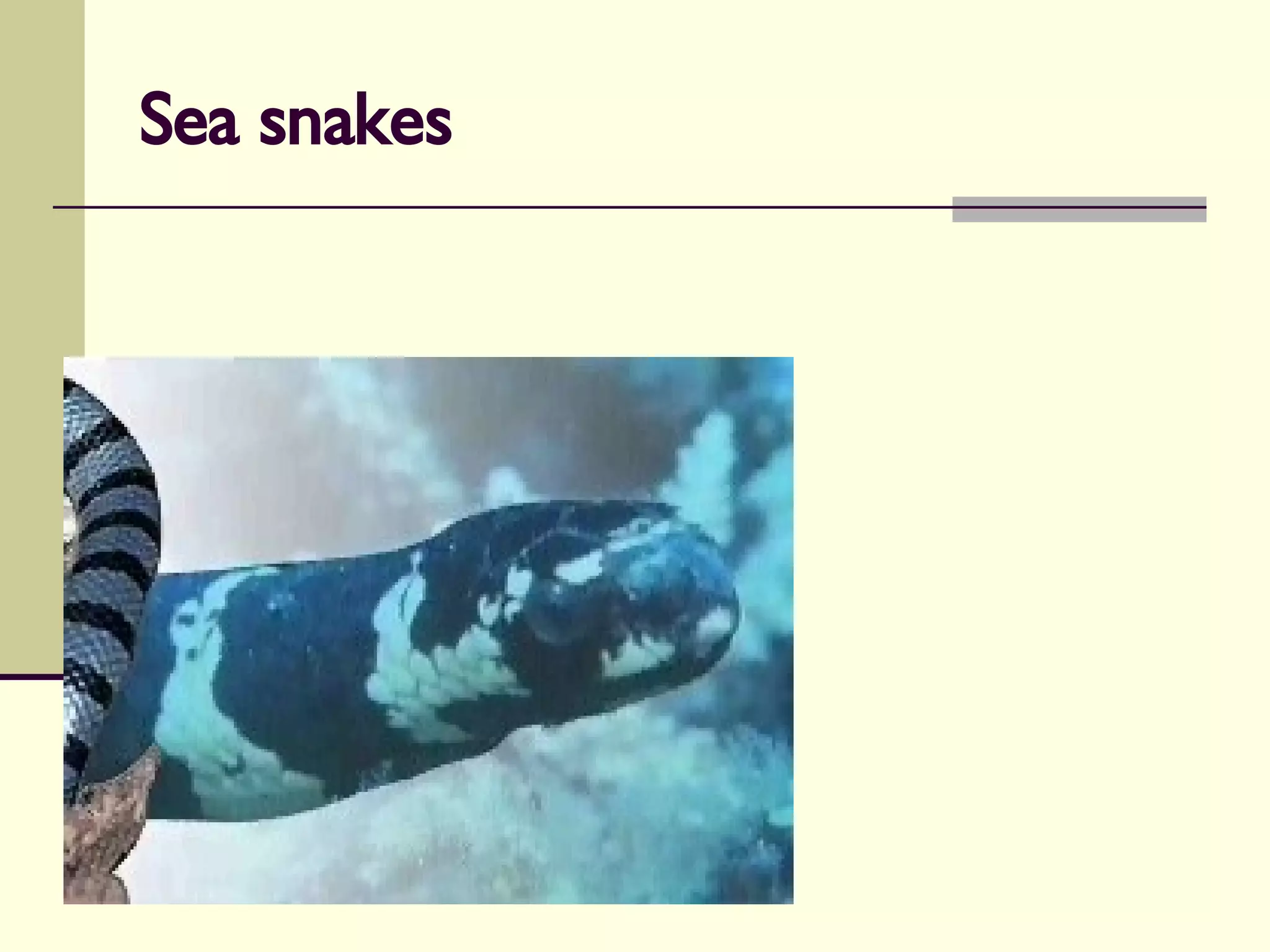 Sea snakes 