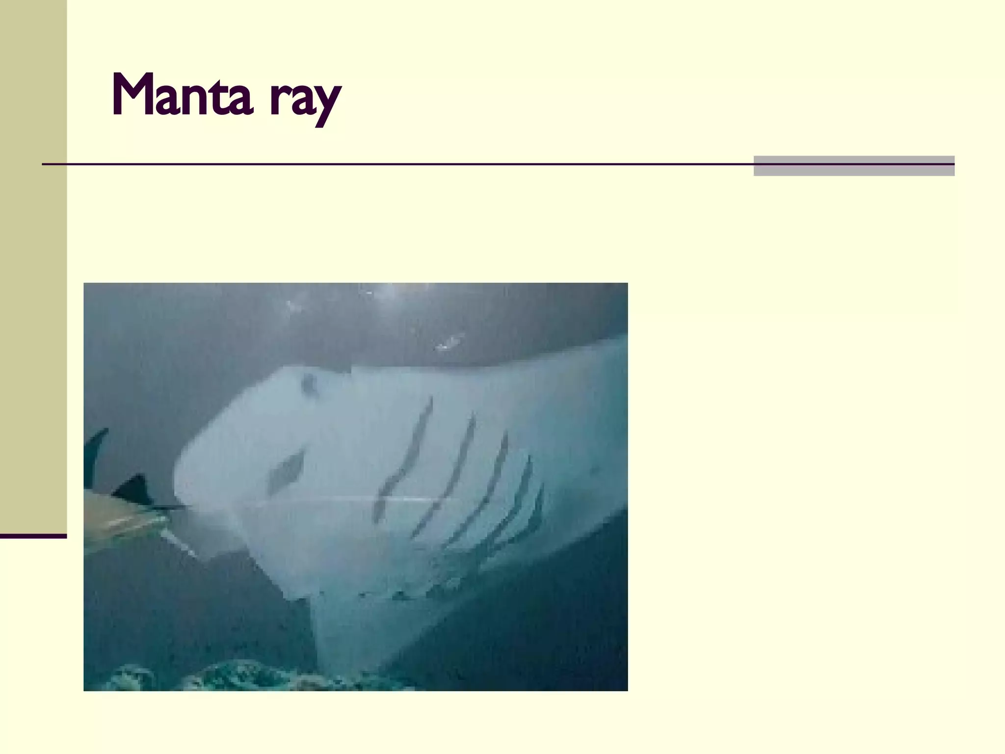 Manta ray 