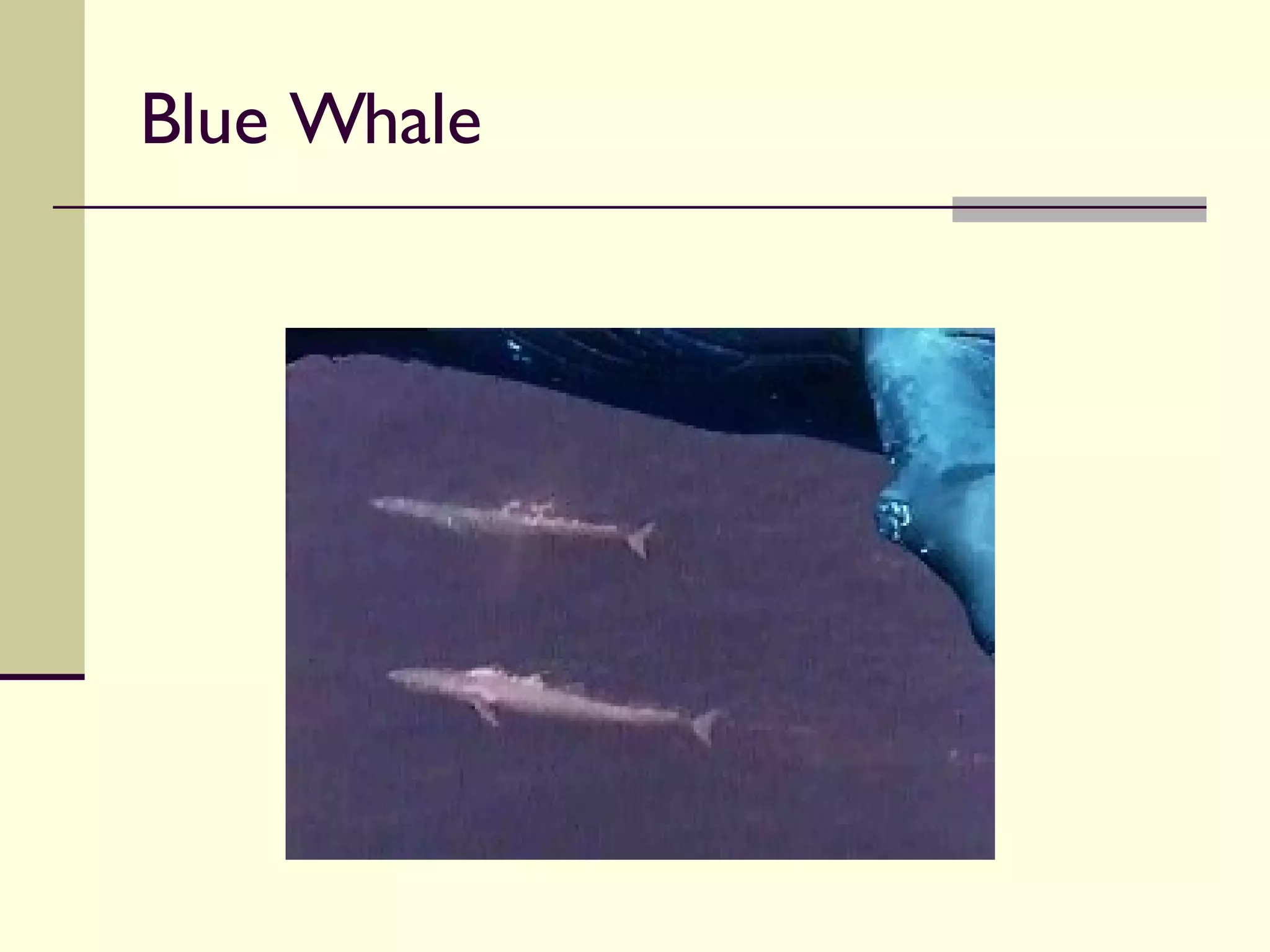 Blue Whale 