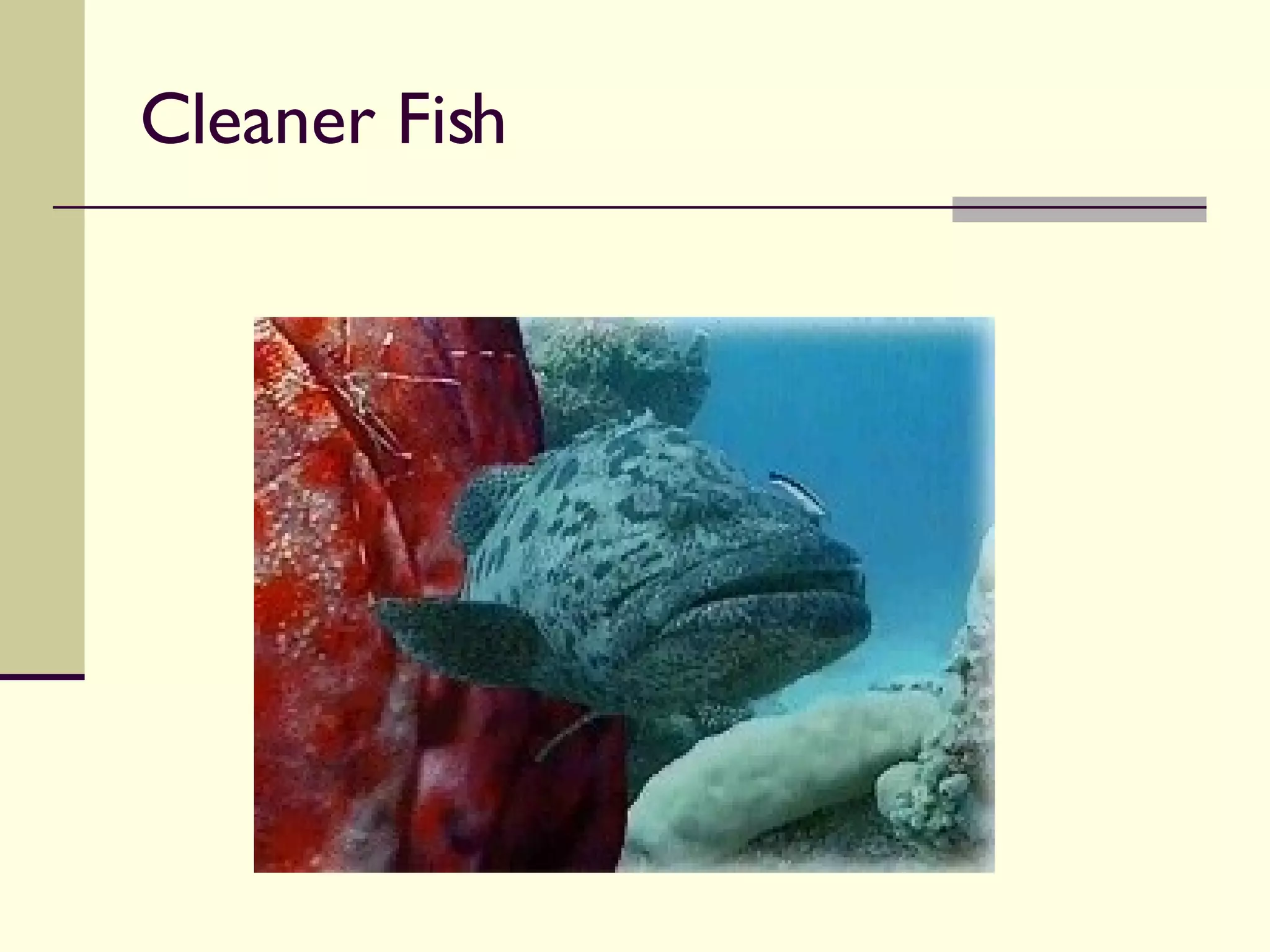 Cleaner Fish 