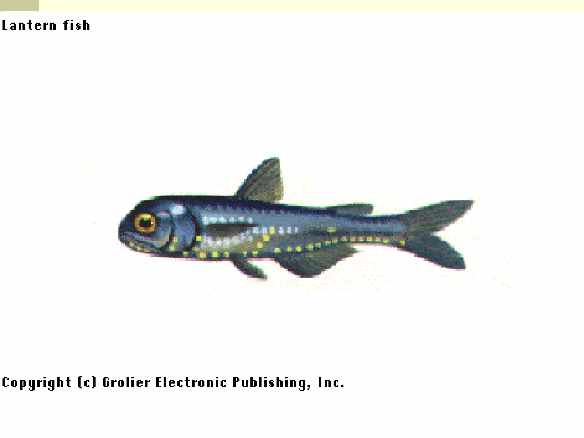 Deep Sea Fish These fish can live at depths in excess of 10,000 ft. 