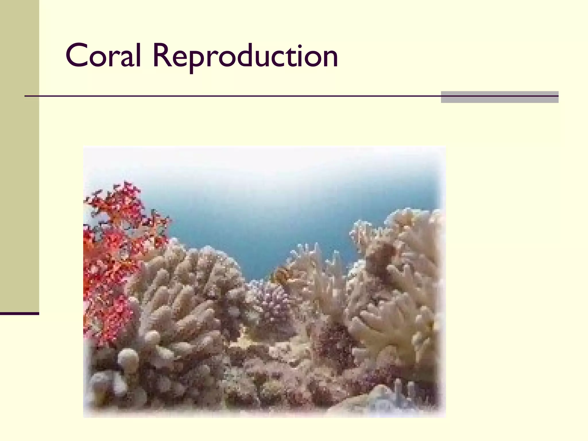 Coral Reproduction 