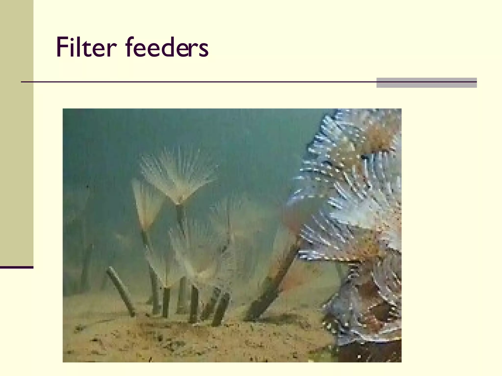 Filter feeders 