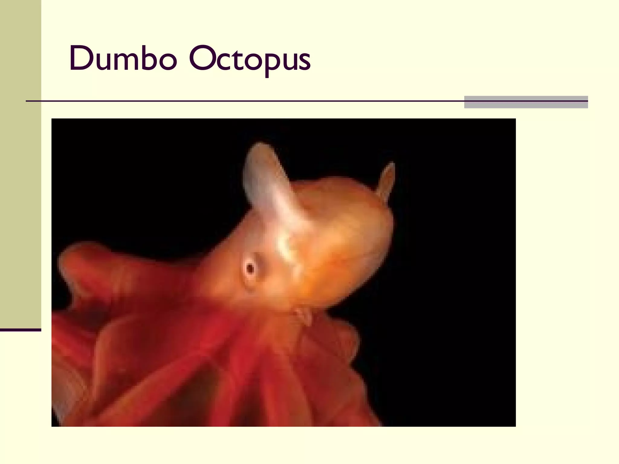 Dumbo Octopus 