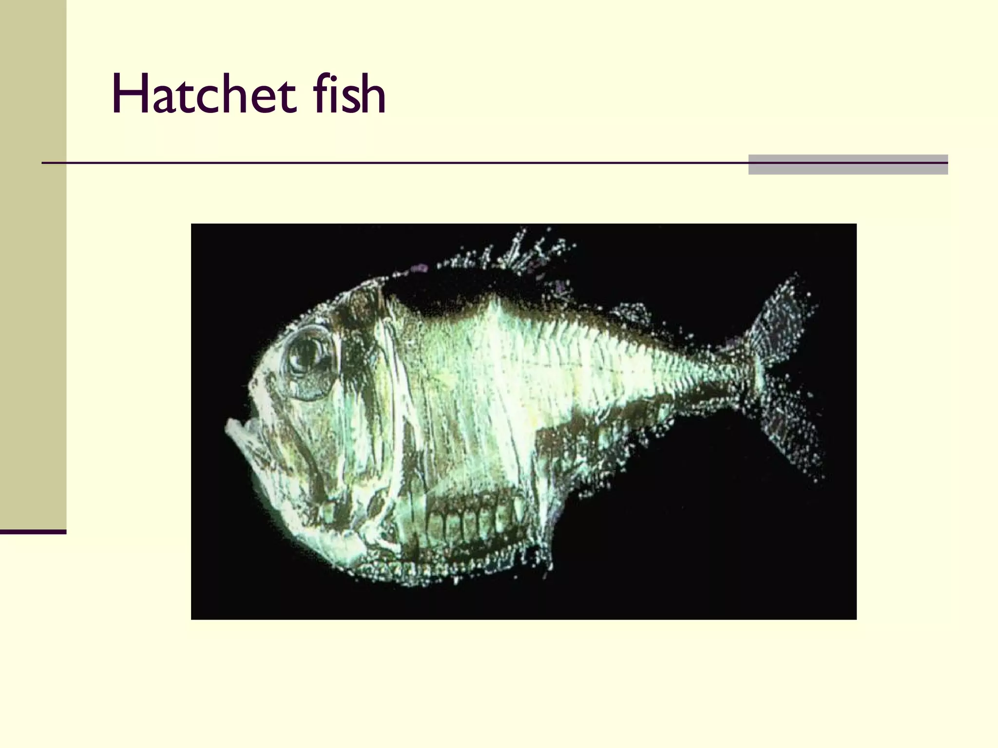Hatchet fish 