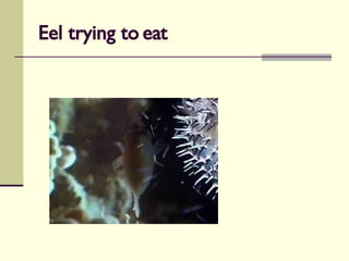 Eel trying to eat 