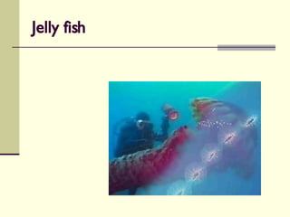 Jelly fish 