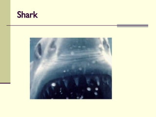 Shark 