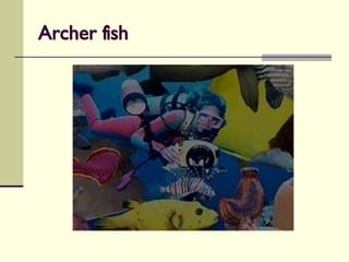 Archer fish 