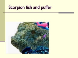 Scorpion fish and puffer 