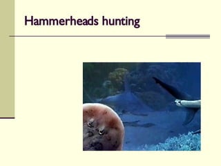 Hammerheads hunting 