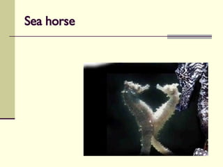 Sea horse 