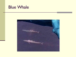 Blue Whale 