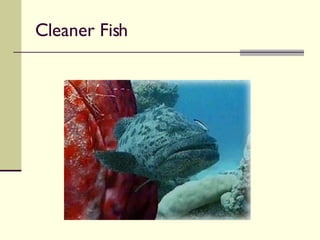 Cleaner Fish 