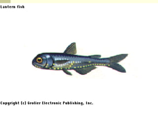 Deep Sea Fish These fish can live at depths in excess of 10,000 ft. 