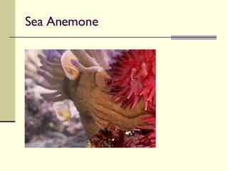 Sea Anemone  