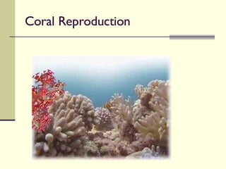 Coral Reproduction 
