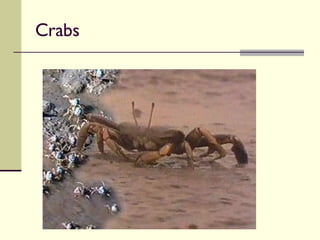 Crabs 