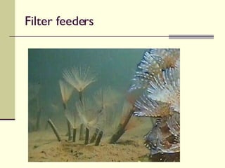 Filter feeders 