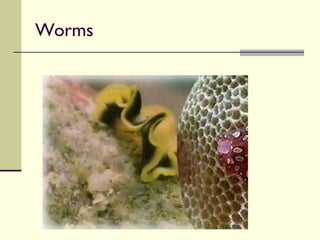 Worms 