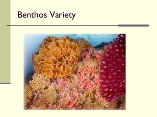 Benthos Variety 