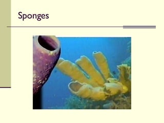 Sponges 