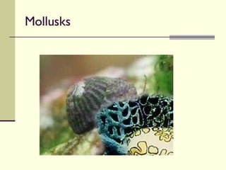 Mollusks 