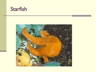 Starfish 