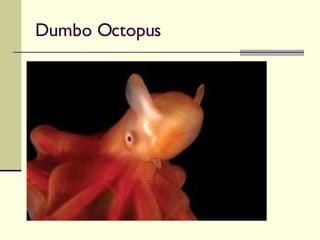 Dumbo Octopus 
