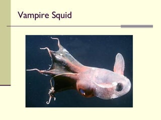 Vampire Squid 