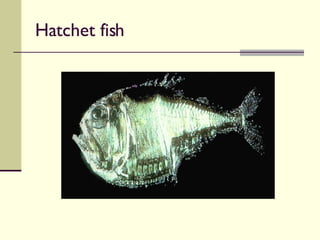 Hatchet fish 