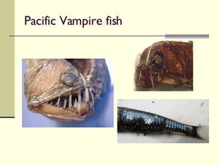 Pacific Vampire fish 