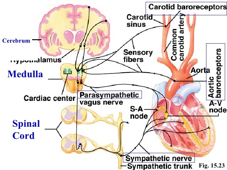 Chapter 15 The Cardiovascular System Part 1