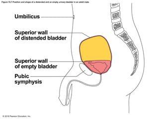 Distented Bladder CHAPTER-15-Urinary-System.pdf anatomy and physiology | PDF