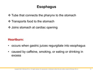 Copyright 2022 © McGraw Hill LLC. All rights reserved. No reproduction or distribution without the prior written consent of McGraw Hill LLC.
Esophagus
 Tube that connects the pharynx to the stomach
 Transports food to the stomach
 Joins stomach at cardiac opening
Heartburn:
• occurs when gastric juices regurgitate into esophagus
• caused by caffeine, smoking, or eating or drinking in
excess
13
 