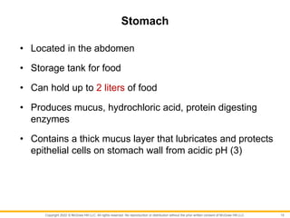 Copyright 2022 © McGraw Hill LLC. All rights reserved. No reproduction or distribution without the prior written consent of McGraw Hill LLC.
Stomach
• Located in the abdomen
• Storage tank for food
• Can hold up to 2 liters of food
• Produces mucus, hydrochloric acid, protein digesting
enzymes
• Contains a thick mucus layer that lubricates and protects
epithelial cells on stomach wall from acidic pH (3)
15
 