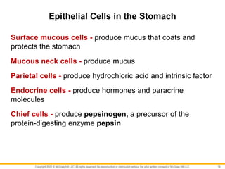 Copyright 2022 © McGraw Hill LLC. All rights reserved. No reproduction or distribution without the prior written consent of McGraw Hill LLC.
Epithelial Cells in the Stomach
Surface mucous cells - produce mucus that coats and
protects the stomach
Mucous neck cells - produce mucus
Parietal cells - produce hydrochloric acid and intrinsic factor
Endocrine cells - produce hormones and paracrine
molecules
Chief cells - produce pepsinogen, a precursor of the
protein-digesting enzyme pepsin
19
 