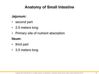 Copyright 2022 © McGraw Hill LLC. All rights reserved. No reproduction or distribution without the prior written consent of McGraw Hill LLC.
Anatomy of Small Intestine
Jejunum:
• second part
• 2.5 meters long
• Primary site of nutrient absorption
Ileum:
• third part
• 3.5 meters long
24
 